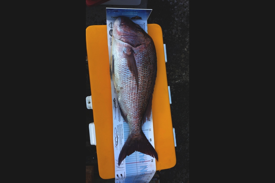 Craig Miller caught this 64.5cm Snapper at Gisborne during The Export NZ Fishing Competition